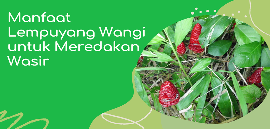 Manfaat Lempuyang Wangi untuk Meredakan Wasir